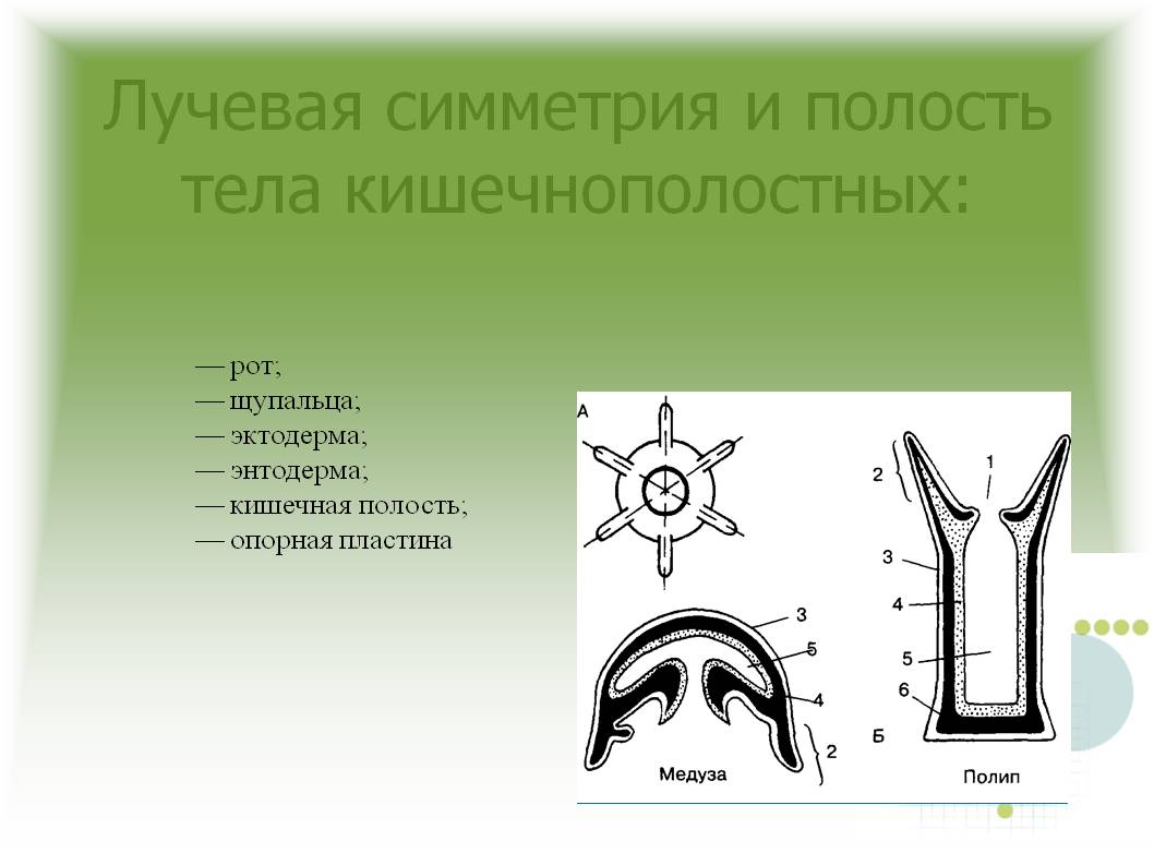 Что продают на сайте кракен