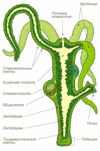 Kraken 13at зеркало