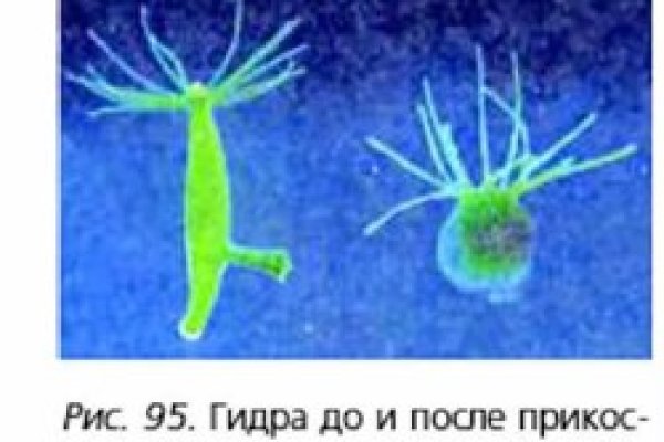 Актуальное зеркало на кракен