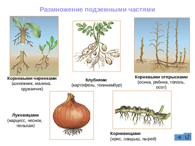 Kraken смылка